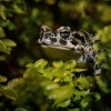 Ropucha zelena - Bufotes viridis - European Green Toad 0455